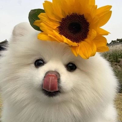 西西豚さんのプロフィール画像