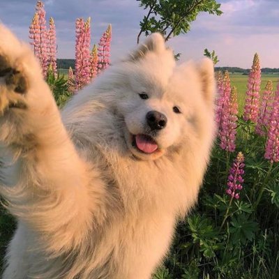 smexymechs's profile picture. 37 year old mech demon