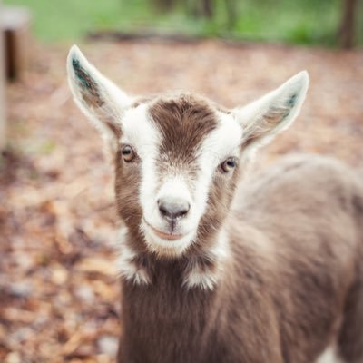 GoatLover10 Profile Picture