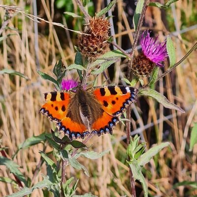 Racehorses, Irish Moiled cattle,
Farmland Biodiversity, Ecosystems..