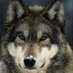 walk with wolves 🇸🇪 (@zeekeer2) Twitter profile photo