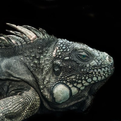 mfdoincrypto's profile picture. I am just a regular MF doing crypto things