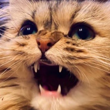 fw_jc's profile picture. 🎥🐅💣💎🪭🍎⛽️🗻👘