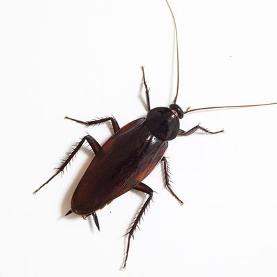 AndroidOneS9's profile picture. 