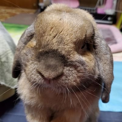 うさぎのきなこの日常をほのぼのと語ります⋆⸜♡⸝⋆ 嵐ദി ᷇ᵕ ᷆ )♡松本潤大好きです。 宜しくお願いします。
きなこ9歳になりました٩(๑❛ᴗ❛๑)۶