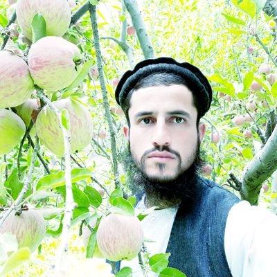 AghashirinM's profile picture. 