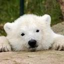 Kara Beckman - @MsBeckmansBears - Twitter