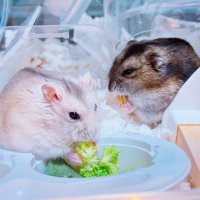 南村杞憂のはむちゃんず (@kiyunamura_pets) 's Twitter Profile Photo