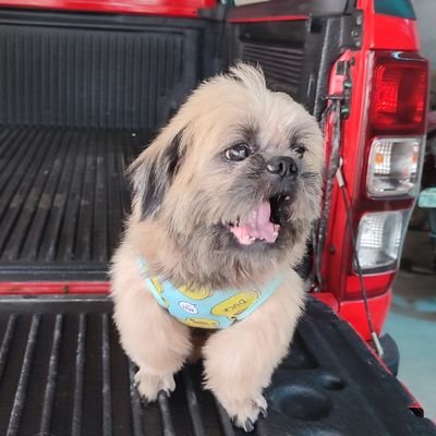 DanaJorquia's profile picture. Shalom. Epic.