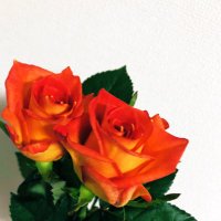 No.5 (@jinrrr17) 's Twitter Profile