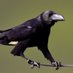 カラスみず (@karasu_mizu) Twitter profile photo カラスみず (@karasu_mizu) Twitter profile photo