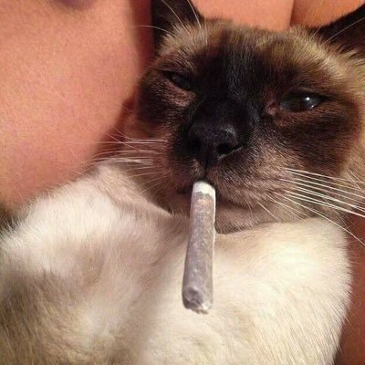 Mf50Mister's profile picture. 