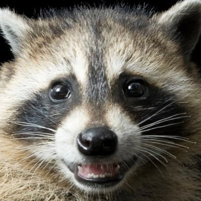 Lesh1882's profile picture. Tottenham Hotspur + Socialism 🐓✊