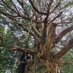 just another tree hugger (@kavita_bp) Twitter profile photo just another tree hugger (@kavita_bp) Twitter profile photo