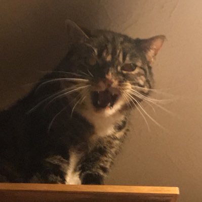 Part Time Stay @home CatMom Profile