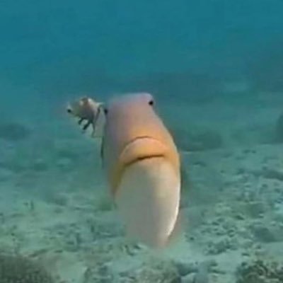 noeIIekin's profile picture. orah