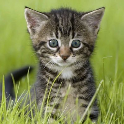 J10040447's profile picture. I love wildlife