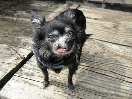 kimmolner's profile picture. Co-Owner Of Little Dog Marketing LLC specializing in Gift Food Catalogs.