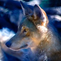 Mackenzie King 🐺(@amkingphoto) 's Twitter Profile Photo