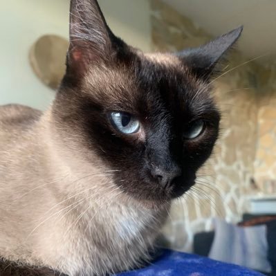 lunietunee's profile picture. A dream catcher 🐚🪷💎