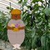 くまさん農園の日常 (@kuma_vegetable) Twitter profile photo くまさん農園の日常 (@kuma_vegetable) Twitter profile photo