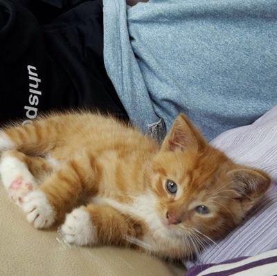 LTadellos's profile picture. 