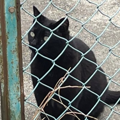 kurosagasite's profile picture. メス、8歳 黒猫探しています。 8年前に保護しました。避妊済みですが耳カットなし。お腹あたりに白い部分あり。首輪なし。失踪当時5キロの体重。 人に全然なつきません。特に男性は怖がってしまいます。拡散宜しくお願いします。メール✉️noru0922@gmail.com