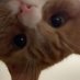 Kisz (@kiszcat) Twitter profile photo Kisz (@kiszcat) Twitter profile photo