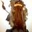 seu_troll's profile image