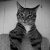 Zout Pinda 🐈⬛ (@srilindy) Twitter profile photo Zout Pinda 🐈⬛ (@srilindy) Twitter profile photo