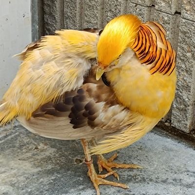 動物特に鳥🐦自然、お花、運動、料理、占い　悪口嫌だが真実は言います。それに対しての疑問もつぶやく事あります。いつでも誰の前でも素直でいたい😂
自分から積極的にフォローが出来ませんがお気軽に🌟
よろしくお願いします😃
⚠エロ📨してくんな🈲