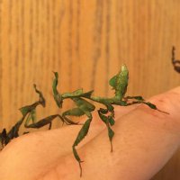 Ghost_Mantis001 (@mantis005) 's Twitter Profile