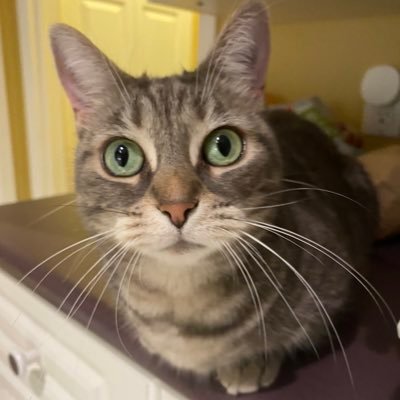 Hi, it’s me, Bim! A sweet, smol six year old girl. Found my furever home May 2020. Proud munchkin cat. String enthusiast. Feather aficionado. Be my friend?