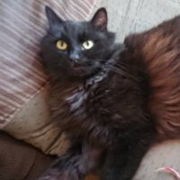黒猫くーを探してます 千葉県東庄町 (@nekoku02) 's Twitter Profile Photo
