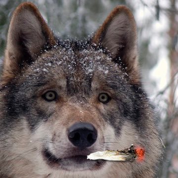 #skol #wolvesback #RaisedByWolves #AllEyesNorth 🐺 3-0 Protest Record 🐺 2022 Western Conference Play-In Tournament Champions🏆 Future NBA Champions 🏆🏆🏆