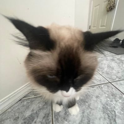 Kakivva's profile picture. I like Levi Ackerman 😁☝️