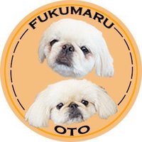 ペキニーズ🐾ᵕ̈ふくまる＆おと(@fuku_oto) 's Twitter Profile Photo