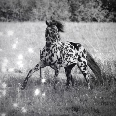 🦄🦄