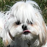 SOSA (@pat_yah_trick) 's Twitter Profile