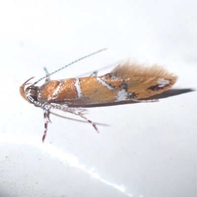 マルハキバガ科Oecophoridae