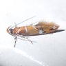 Tmr09615457's profile picture. マルハキバガ科Oecophoridae