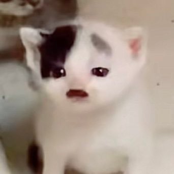 cheezy_____'s profile picture. 