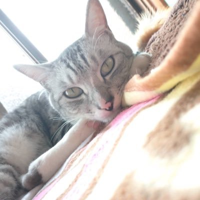 smailpirominshu's profile picture. 趣味垢 /fgo fate 🗡️/ヘブバン🎵/崩壊スターレイル/スプラ 🦑/valorant🔫/雀魂🀄️/マダミス📖/推理ゲーム🕵️/加藤純一最強👍／MRG/ネコ🐈/ ラーメン🍜まぜそば/アニメ/ワルキューレ🎤/甘いもの🍰 ハリウッドザコシショウ笑／城🏯／COC/睡眠💤