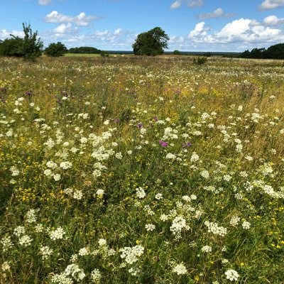 Interested in evolutionay ecology, plant-soil interactions and global change. Led by Prof. Marina Semchenko