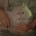 Kiko (@_antikiko) Twitter profile photo Kiko (@_antikiko) Twitter profile photo