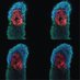 LiverpoolDevBiol (@gastruloids) Twitter profile photo LiverpoolDevBiol (@gastruloids) Twitter profile photo