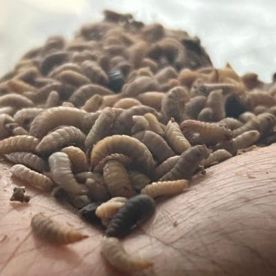 Creating #Sustainable #Nutrition for all, by farming #insects! Farmer | Insect Farmer & Edible Insect Aggregator | Pro Climate Change #circulareconomy