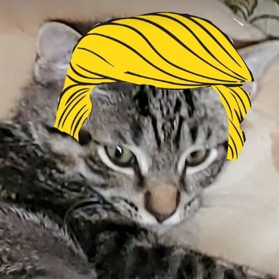 PMyknob's profile picture. Just your average cat with a shitty hair cut