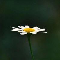 nannanzhang(互fo) (@nannanzhang17) 's Twitter Profile