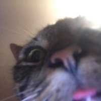 Eclipse Zodiac (@nickybarton8) 's Twitter Profile